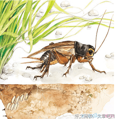《世界奇妙物语 15周年特别篇》观后感摘抄