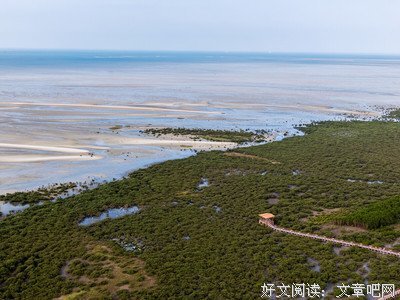 文明之光（第四册）经典读后感有感
