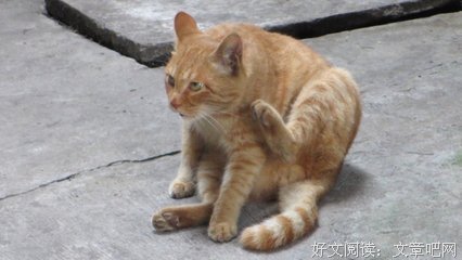张二狗的妖孽人生优美的句子