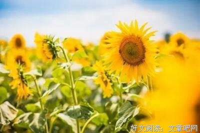 关于来却叹的句子
