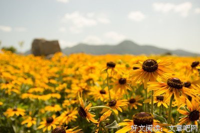 偶遇佳句句子大全