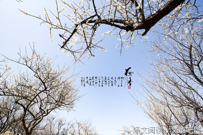 梅香影疏名句欣赏