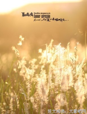 最全的《夏花依旧》经典语句大全