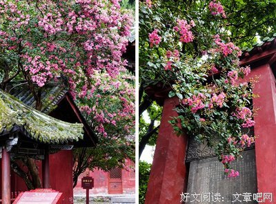 紫薇花在风中凋零优美的句子