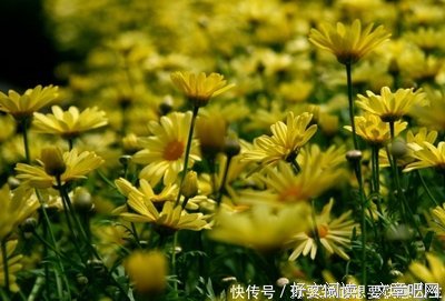「年华、静好」句子