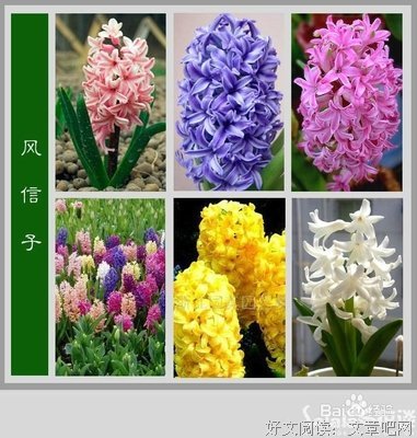 百花【花语与介绍】