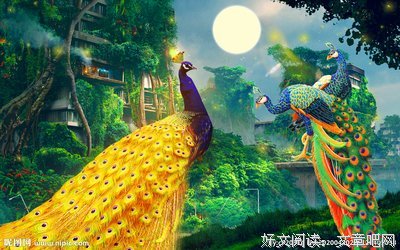 最全的《孔雀森林》小说句子