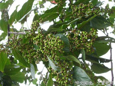 203扇来风是亮优美的句子