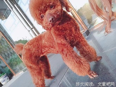 最全的《家有猫狗》语录摘抄大全