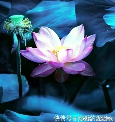 睿智句子大全