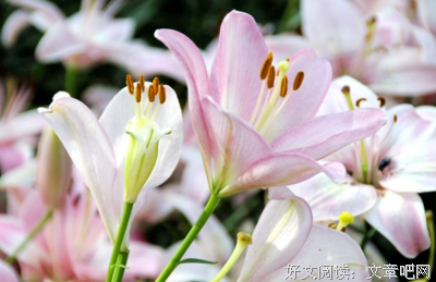爱优美的句子