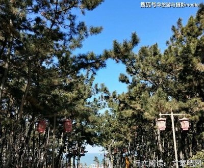 《松香的秘密》读后感摘抄