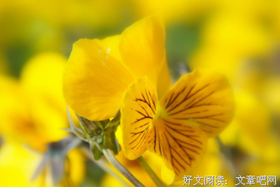 关于小花的句子