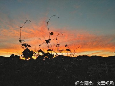 纷舞妖姬名言
