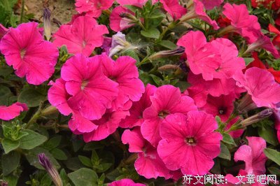 群语未央的名言名句