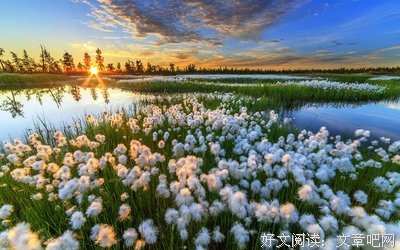 最全的《尘埃花海》经典名句大全