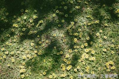 最经典的《山居杂忆》好段摘抄大全