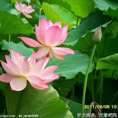《陌上》的读后感大全