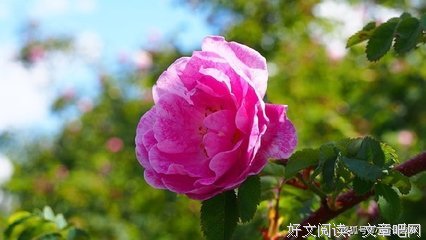 关于得不偿失的座右铭