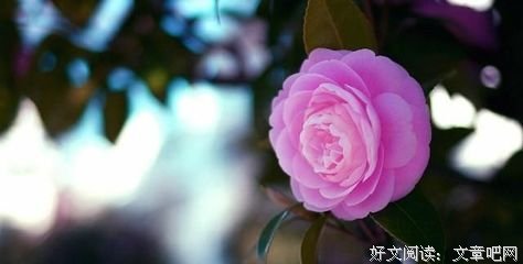 我选择哭泣和爱你读后感摘抄