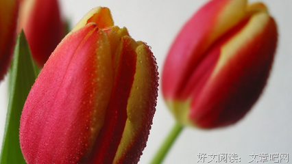 苏格过发一去底经典的句子
