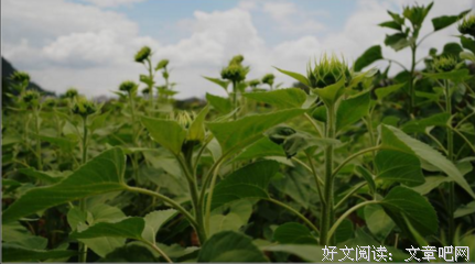 有关于孩第日葵的句子