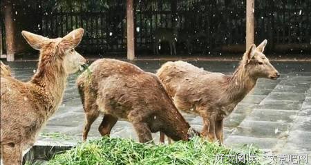 落梅雪舞的名言
