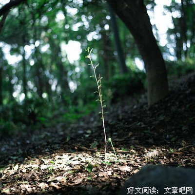 最新的《微光森林》经典名句大全