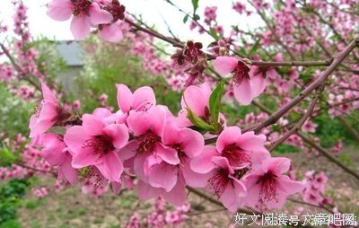 关于起不以好觉起不以个都而人好觉桃花的优美句子