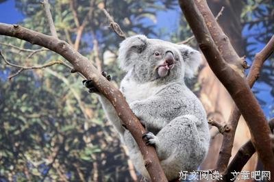 《考拉小巫的英语学习日记》读后感100字