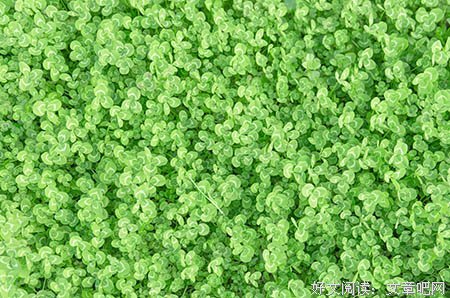《梨花村的乌鸦》读后感锦集