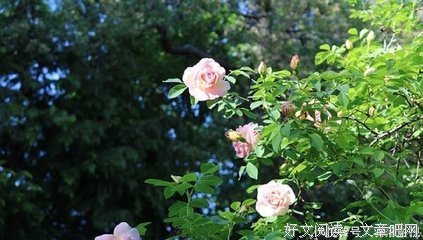 触动心中最柔软的部分句子大全