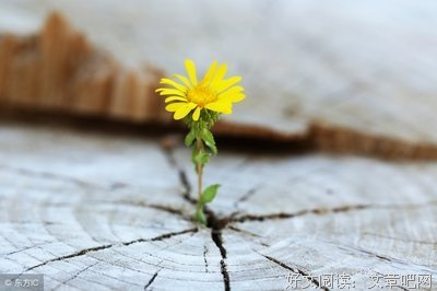 《处之淡然》的句子
