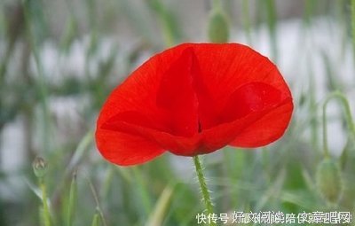 《它的完美》的句子