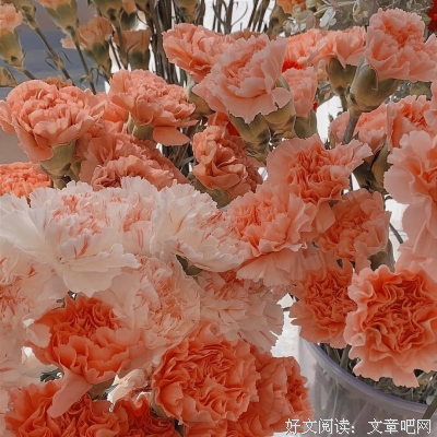 我的收集的句子