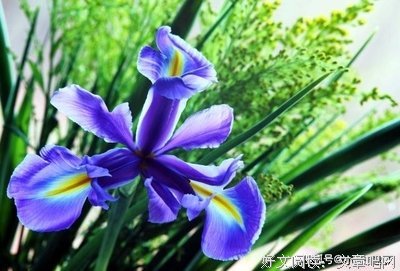 置于句子