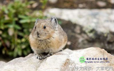 逃之夭夭的名言_关于逃之夭夭的名言