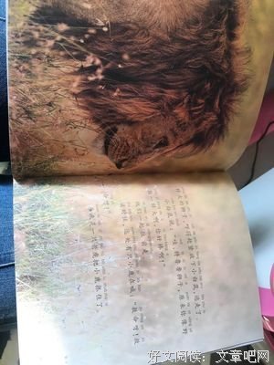 我在伦敦买了一头狮子读后感100字