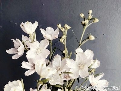 美好的珍藏句子大全
