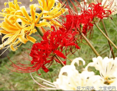 彼岸花集优美的句子