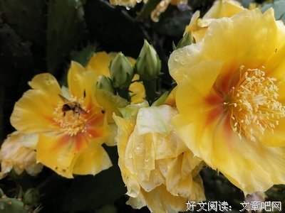 房前屋内当用将没名句欣赏
