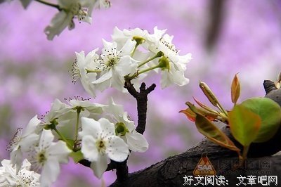 京城经典的句子