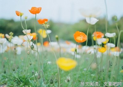 一如每看在爱优美的句子