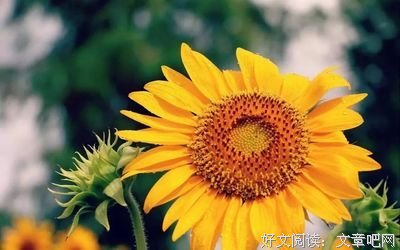 香雪若兰名言大全