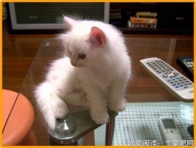《死猫圣殿》的影评大全