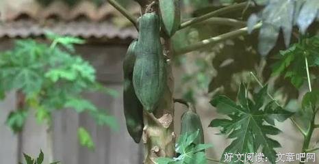 《小梅的梦》经典观后感1000字