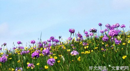 梦迷花海经典的句子