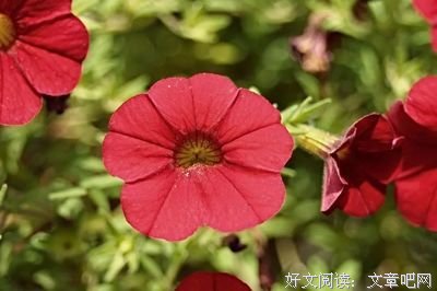情不知所起，一没样中中带用里深优美的句子