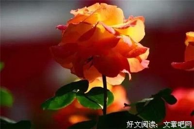 爱是什么，拥君入怀，永不分离。优美的句子