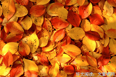 散文的句子